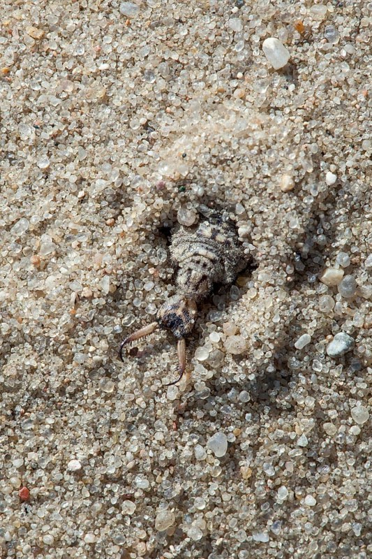 Ant lion in the sand