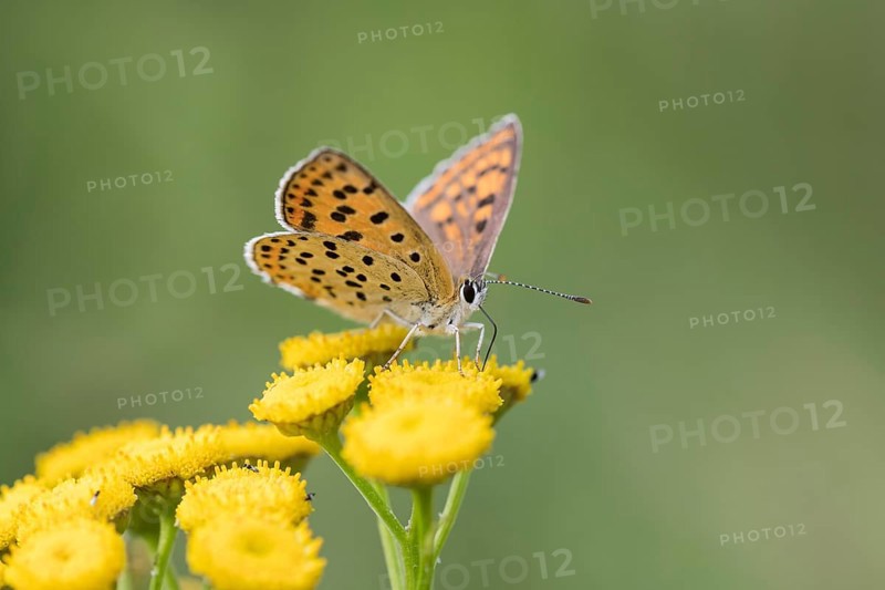 Sooty Copper
