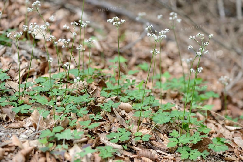 Sanicula