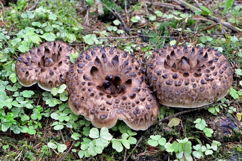 Shingled hedgehog
