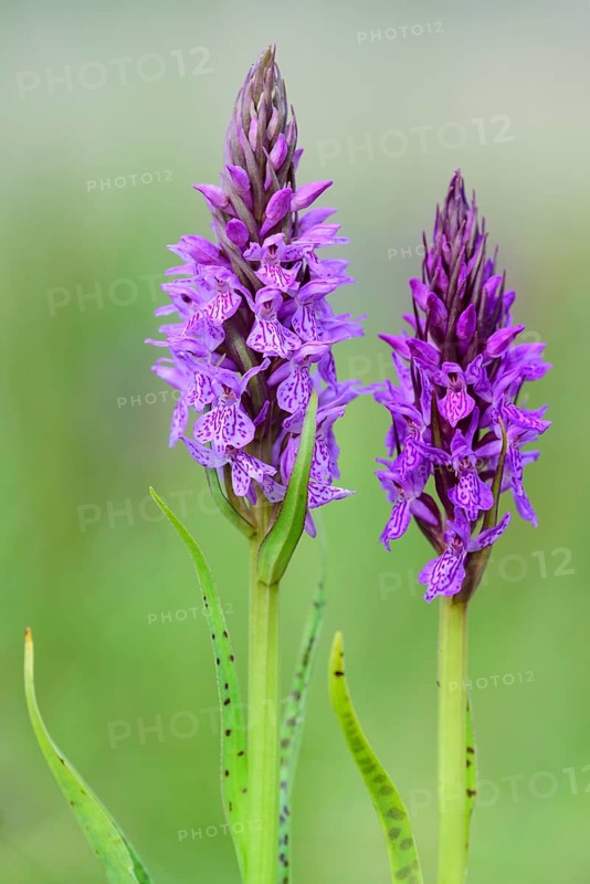 Southern marsh orchid