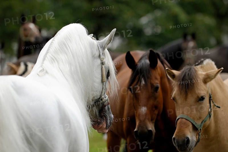 Arabian thoroughbred