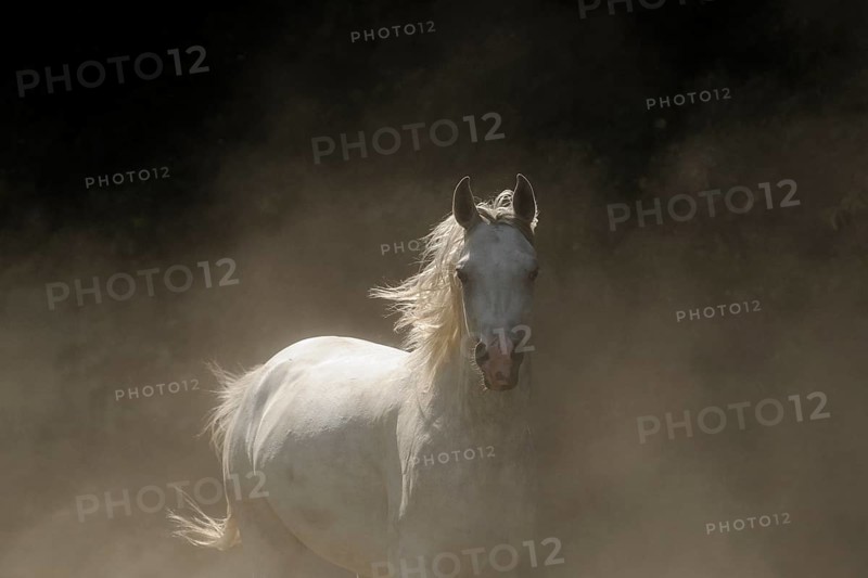 Arabian thoroughbred