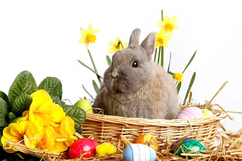 Dwarf rabbits