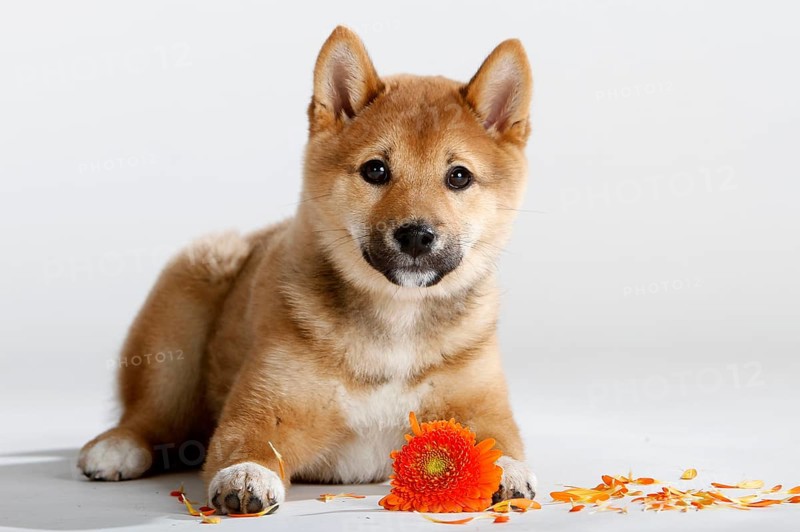 Shiba-Inu