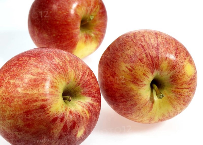 Malus domestica