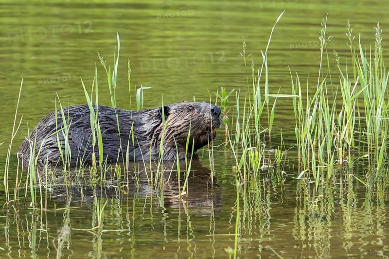 Canadian beaver