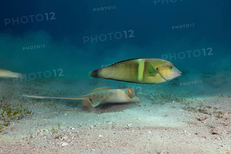 Bluespotted ribbontail ray