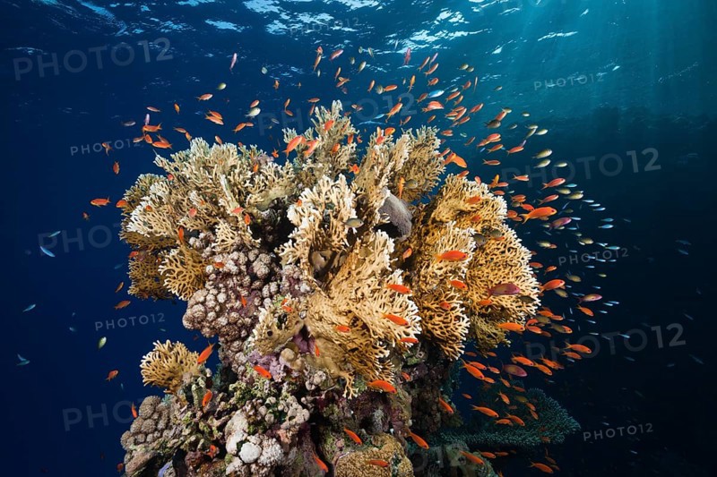 Harem flagfish and fire coral
