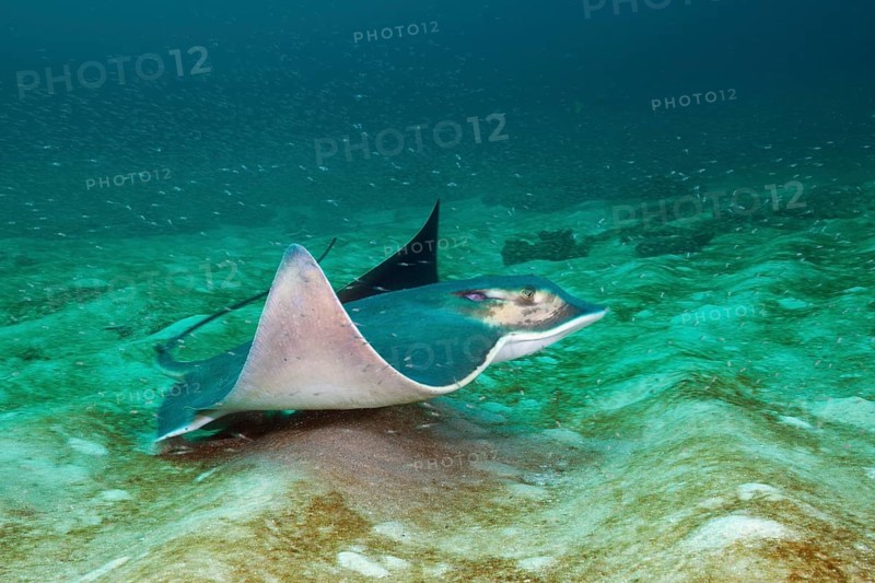 Bat ray