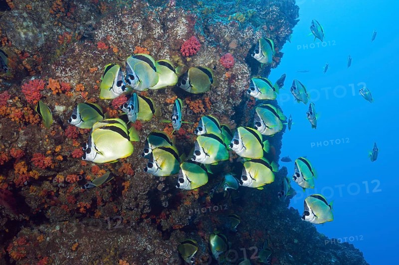 Shoal of Barberfish