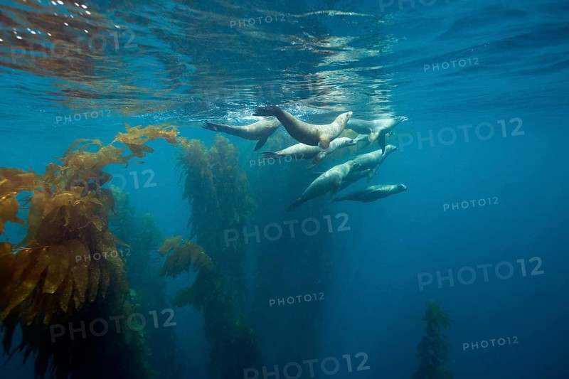 California sea lions