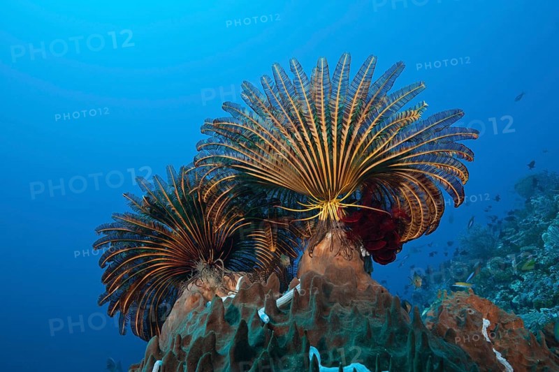 Feather stars in the current