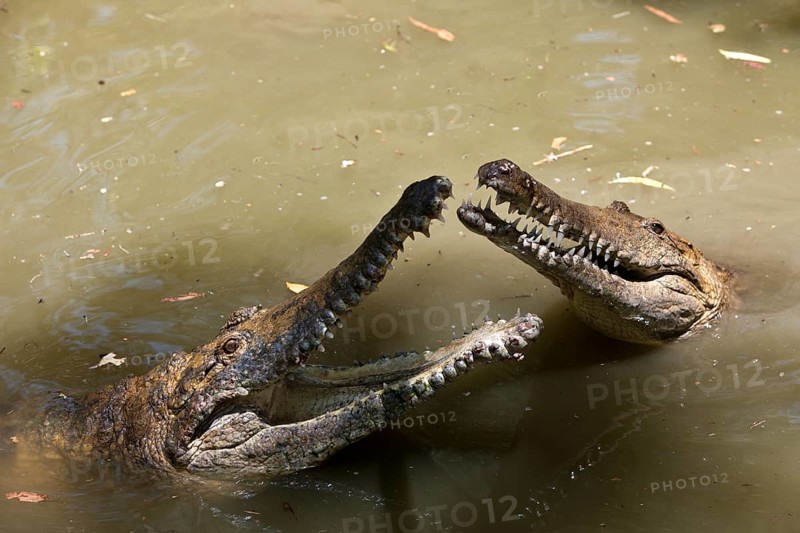Freshwater crocodile
