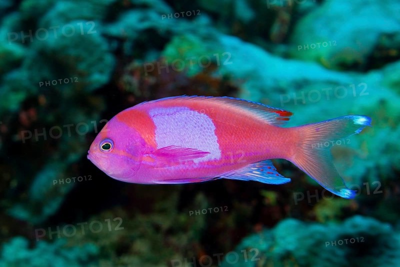 Square-spotted anthias
