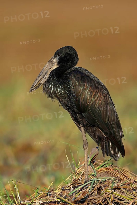 African Black Cuckoobill
