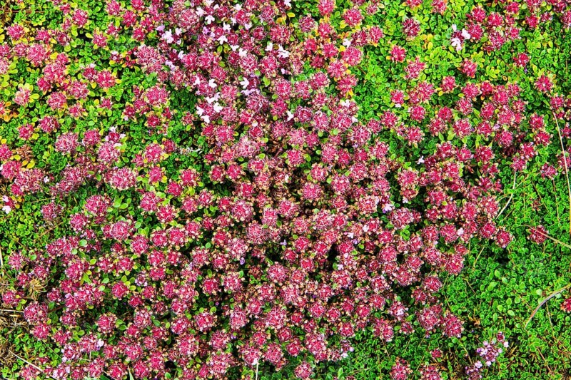 Arctic thyme