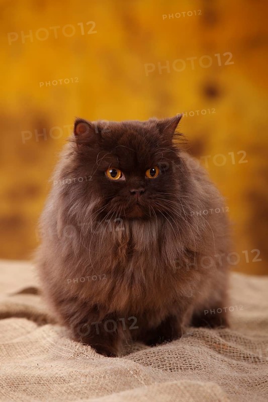 British Longhair