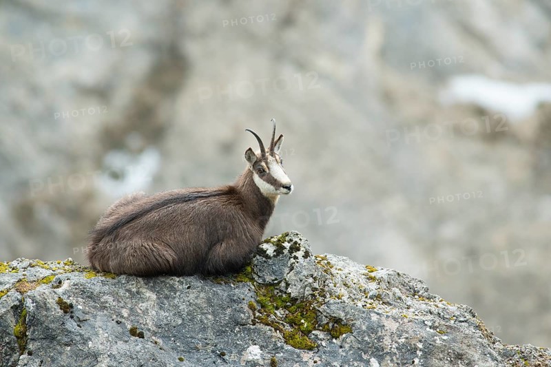 Chamois