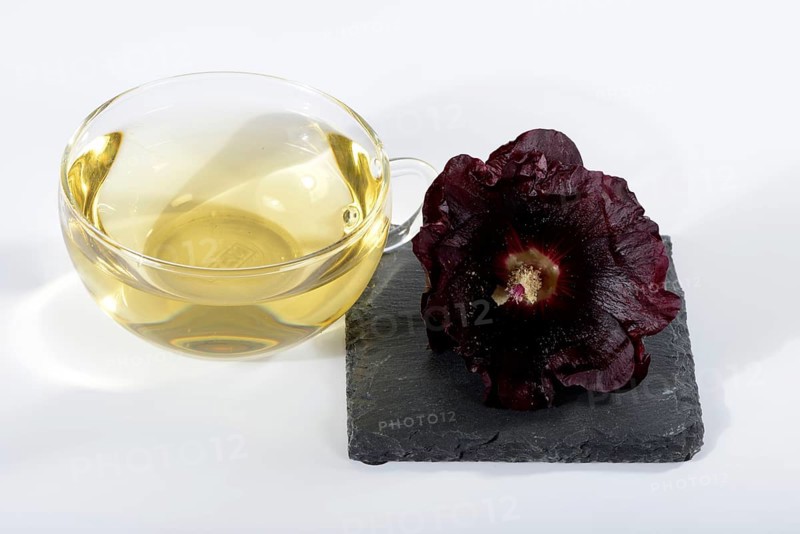 Alcea rosea nigra