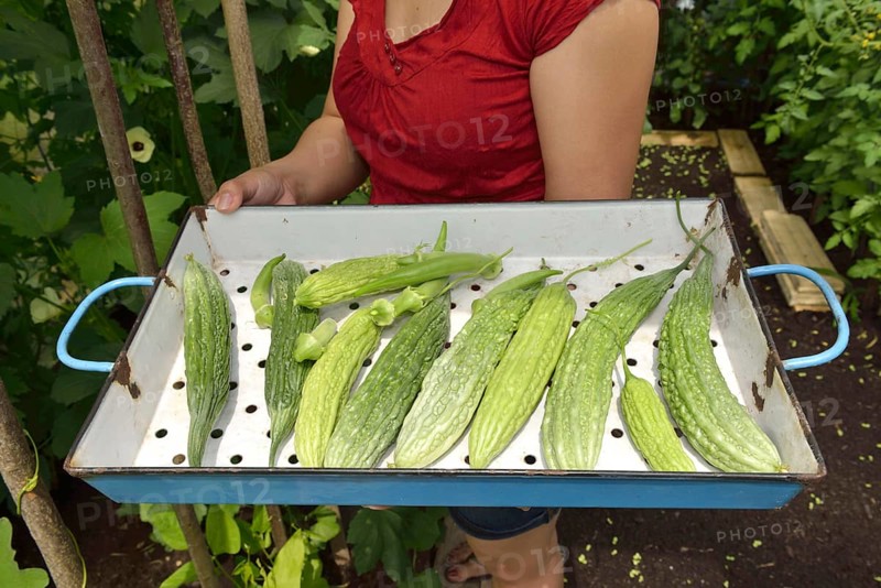 Woman harvesting bitter melons