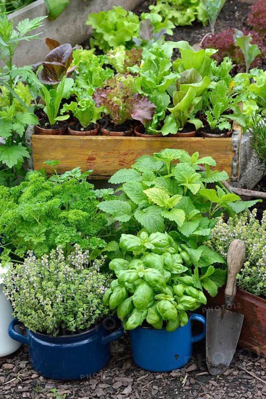Various herbs in old bowls and cups