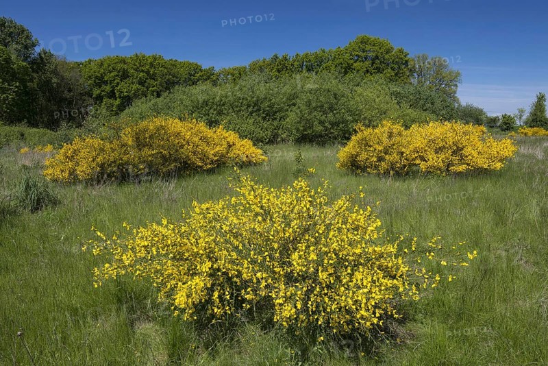 Flowering broom bushes