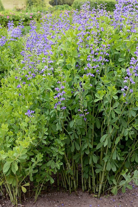 Blue wild indigo