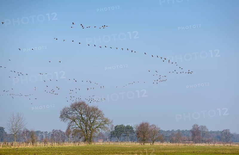 White-fronted goose