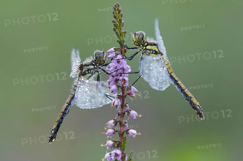 Black heather dragonflies on flowering heath