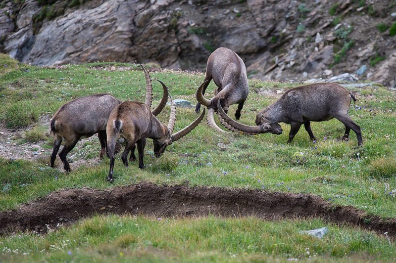 Alpine ibex