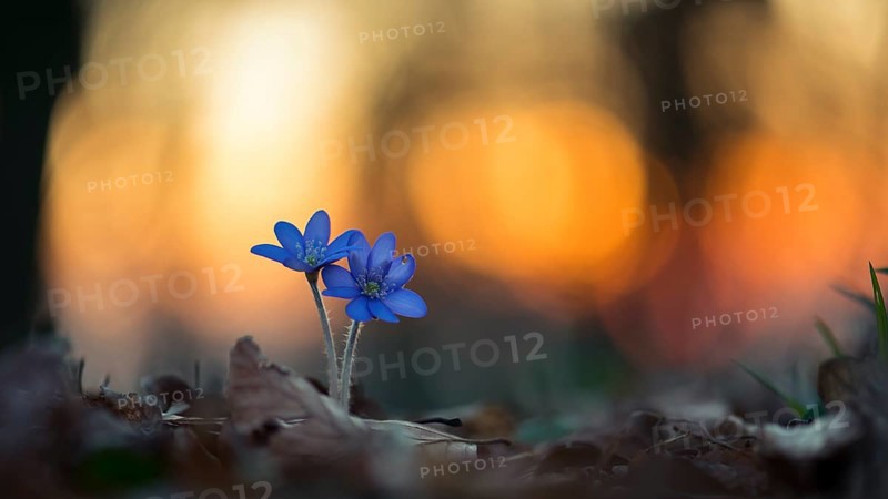 Liverwort
