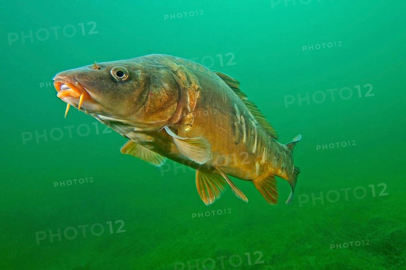 Mirror carp