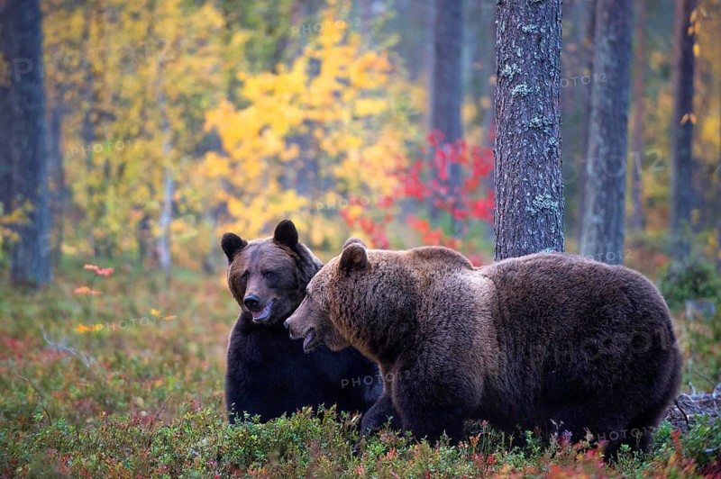 Brown bear