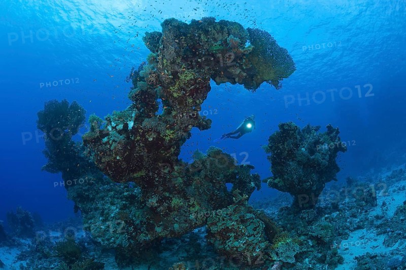 Diver and coral formation