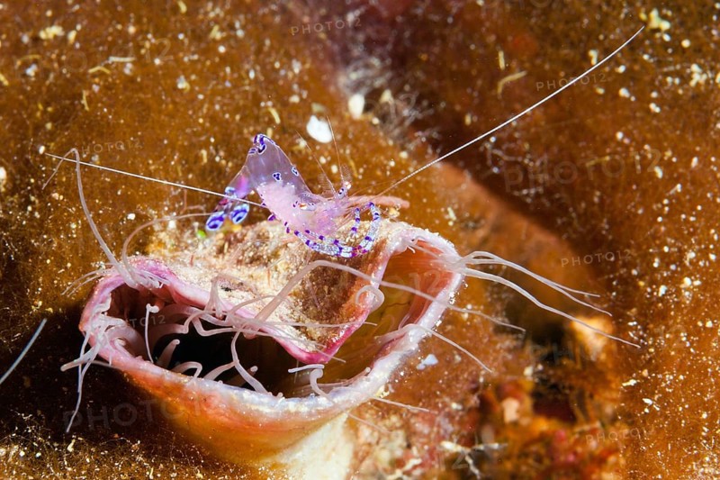 Partner shrimp on cylinder rose