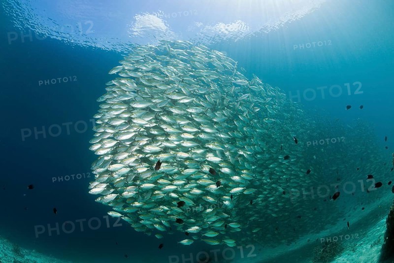 Shoal of ox-eye mackerel