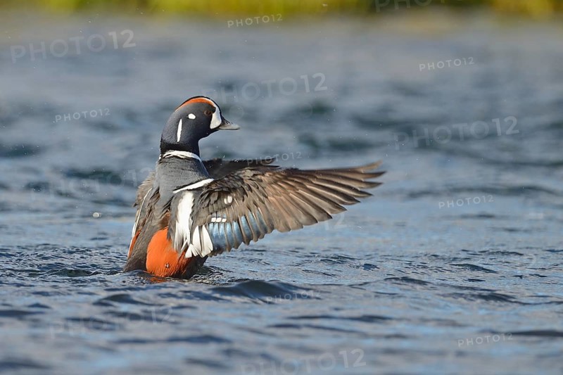 Harlequin duck