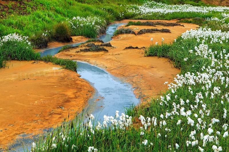 Cottongrass