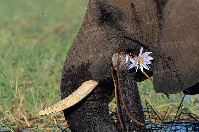 African elephant
