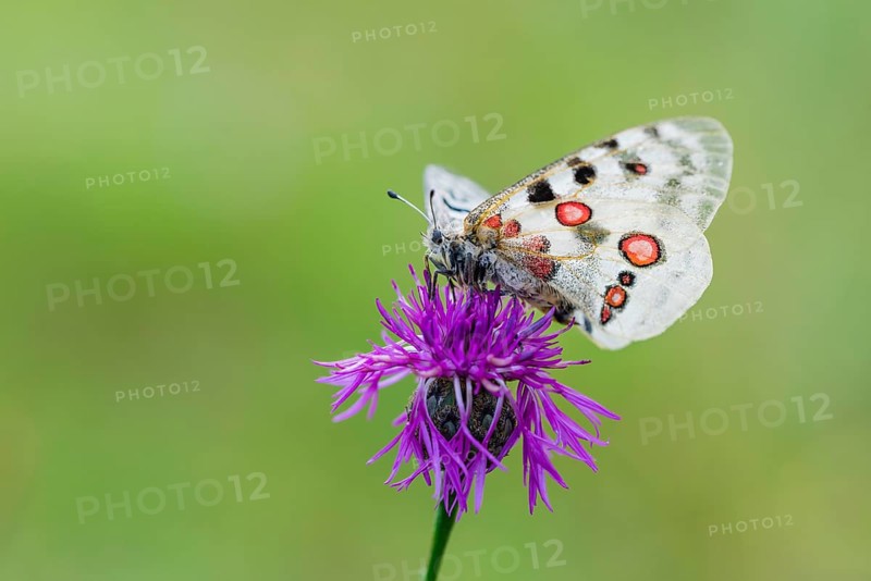 Red Apollo butterfly female