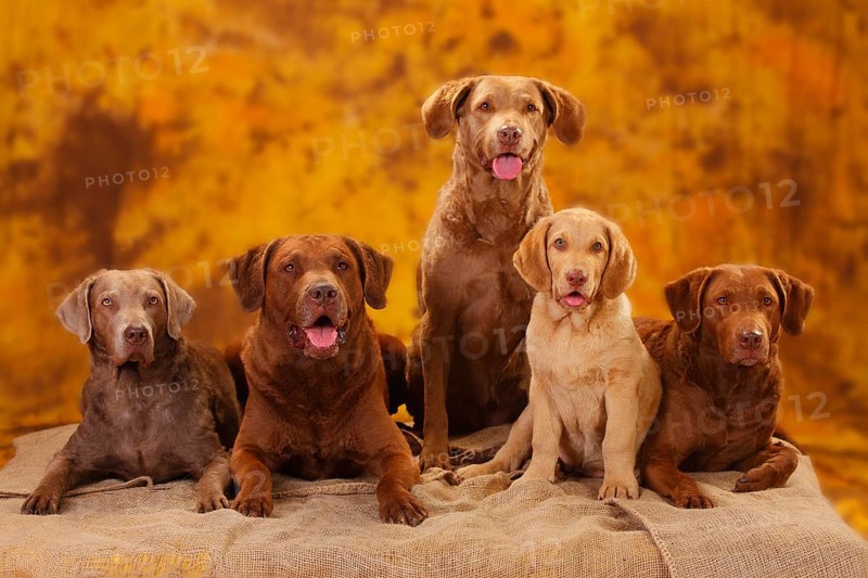 Chesapeake Bay Retriever