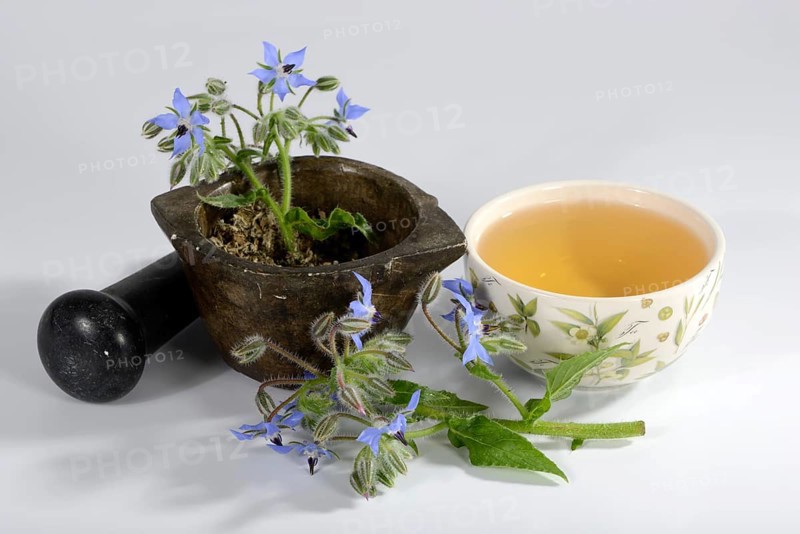 Borage