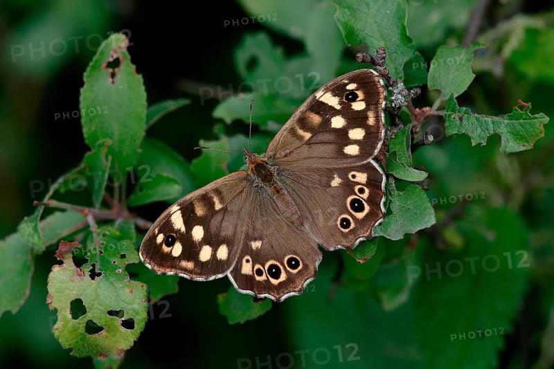 Speckled wood