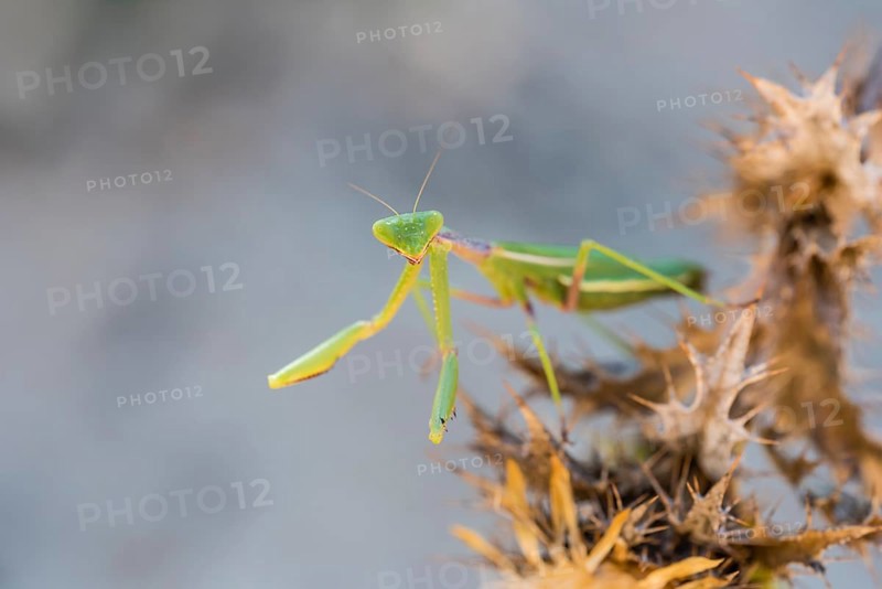 Mediterranean praying mantis