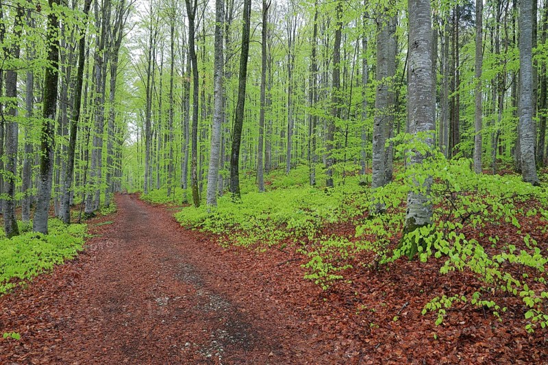 Beech