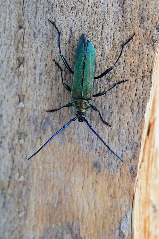 Musk beetle