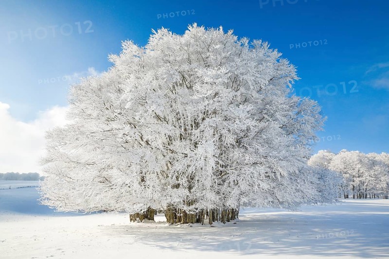 Huge beech tree covered with deep snow under blue sky in Neuchatel Jura
