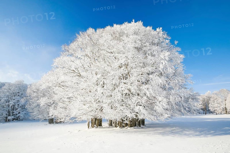 Large beech tree covered with deep snow under blue sky in Neuchatel Jura