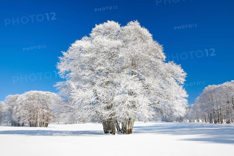 Large beech tree covered with deep snow under blue sky in Neuchatel Jura